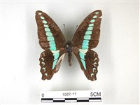 藏品(青帶鳳蝶)的圖片