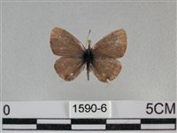 藏品(波灰蝶)的圖片