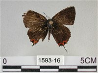 藏品(紫日灰蝶)的圖片