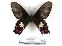 藏品(紅珠鳳蝶)的圖片