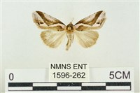 藏品(素木氏美波紋蛾)的圖片