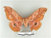 藏品(雙黑目天蠶蛾)的圖片