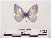 藏品(嫵琉灰蝶)的圖片