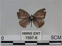 藏品(波灰蝶)的圖片