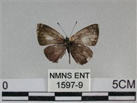 藏品(黑星灰蝶)的圖片