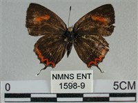 藏品(紫日灰蝶)的圖片