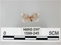 藏品(臺灣卵翅蛾)的圖片
