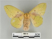 藏品(青枯葉蛾)的圖片