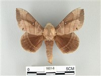 藏品(松大毛蟲)的圖片