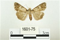 藏品(白斑散紋夜蛾)的圖片