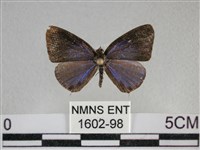 藏品(雅波灰蝶)的圖片