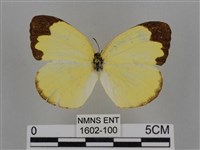 藏品(亮色黃蝶)的圖片