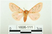 藏品(三條橙燈蛾)的圖片