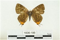 藏品(三斑虎灰蝶)的圖片