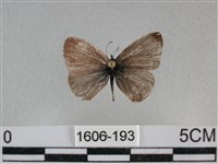 藏品(波灰蝶)的圖片