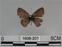 藏品(波灰蝶)的圖片