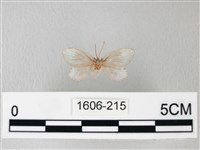 藏品(臺灣卵翅蛾)的圖片