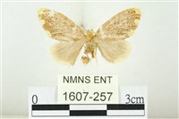 藏品(黑翅黃毒蛾)的圖片