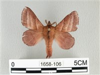 藏品(川邊氏枯葉蛾)的圖片