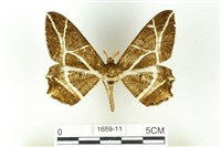 藏品(樹形尺蛾)的圖片