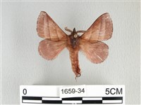 藏品(川邊氏枯葉蛾)的圖片