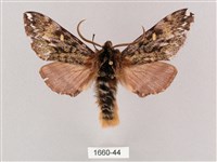 藏品(井上氏絨毛天蛾)的圖片