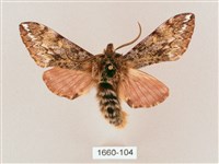 藏品(井上氏絨毛天蛾)的圖片