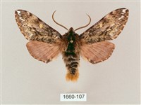 藏品(井上氏絨毛天蛾)的圖片