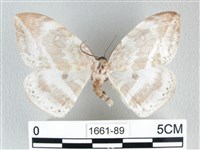 藏品(圓翅大鉤蛾)的圖片