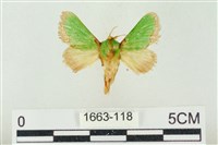 藏品(素木綠刺蛾)的圖片
