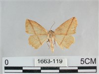 藏品(澄線尺蛾)的圖片