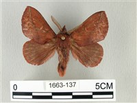 藏品(棕斜帶枯葉蛾)的圖片