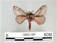 藏品(銀肩枯葉蛾)的圖片