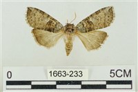 藏品(帶波紋蛾)的圖片