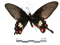 藏品(紅珠鳳蝶)的圖片