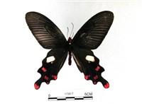 藏品(多姿麝鳳蝶)的圖片