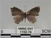 藏品(雅波灰蝶)的圖片