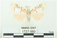 藏品(臺雪苔蛾)的圖片