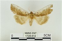 藏品(臺洒波紋蛾)的圖片