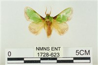 藏品(素木綠刺蛾)的圖片