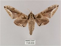 藏品(白點天蛾 )的圖片