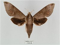 藏品(鋸線天蛾)的圖片