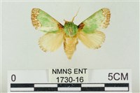 藏品(基褐綠刺蛾)的圖片