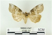 藏品(灰太波紋蛾)的圖片