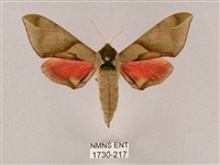 藏品(榆綠天蛾)的圖片