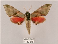 藏品(榆綠天蛾)的圖片