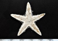 藏品(華普槭海星)的圖片