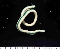 藏品(未知種紐蟲)的圖片