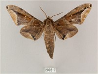 藏品(白點天蛾 )的圖片