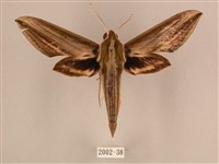 藏品(棕綠背線天蛾)的圖片